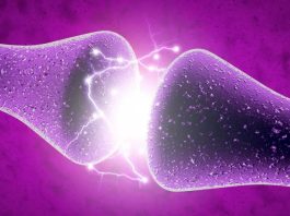 Crean neuronas artificiales que funcionan como las reales