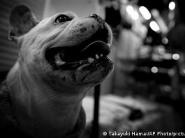 El perro, ‘mejor amigo’ del hombre desde hace 10.000 años