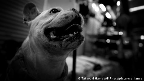 El perro, ‘mejor amigo’ del hombre desde hace 10.000 años