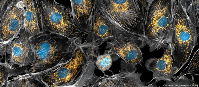 Científicos descubren cómo «recargar» células envejecidas