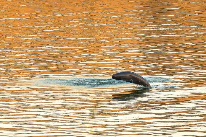 XxjwssS000004_20260130_CBMFN0A001