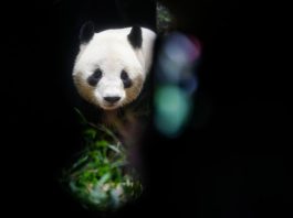 Regresan desde Japón a China los dos últimos pandas gigantes